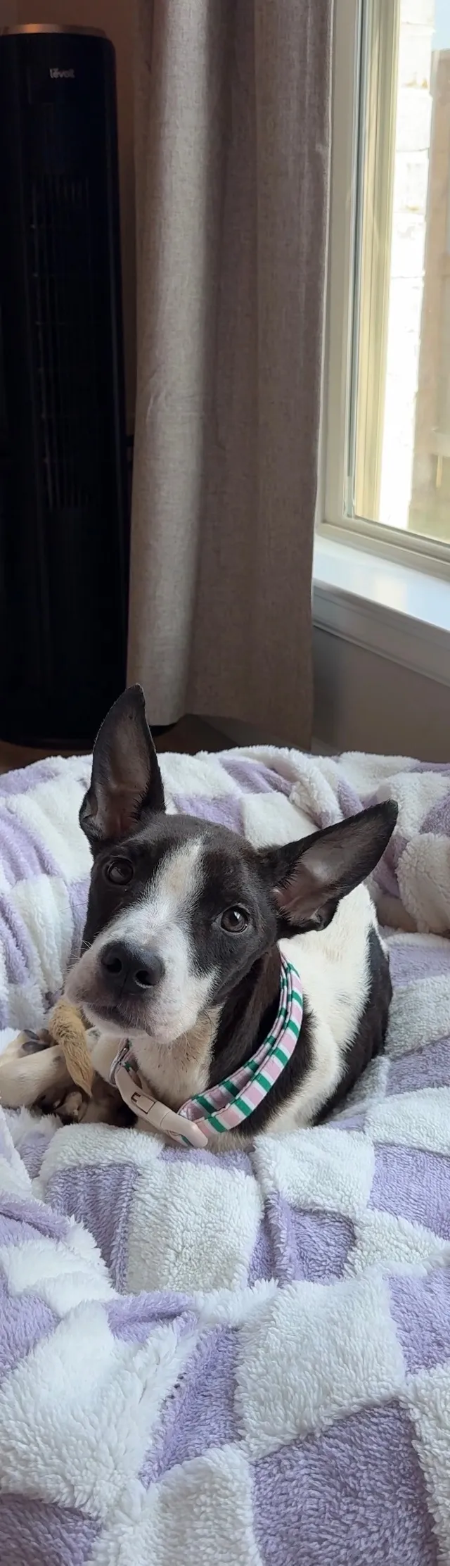 A black and white rescue dog settled in a soft bed by a window